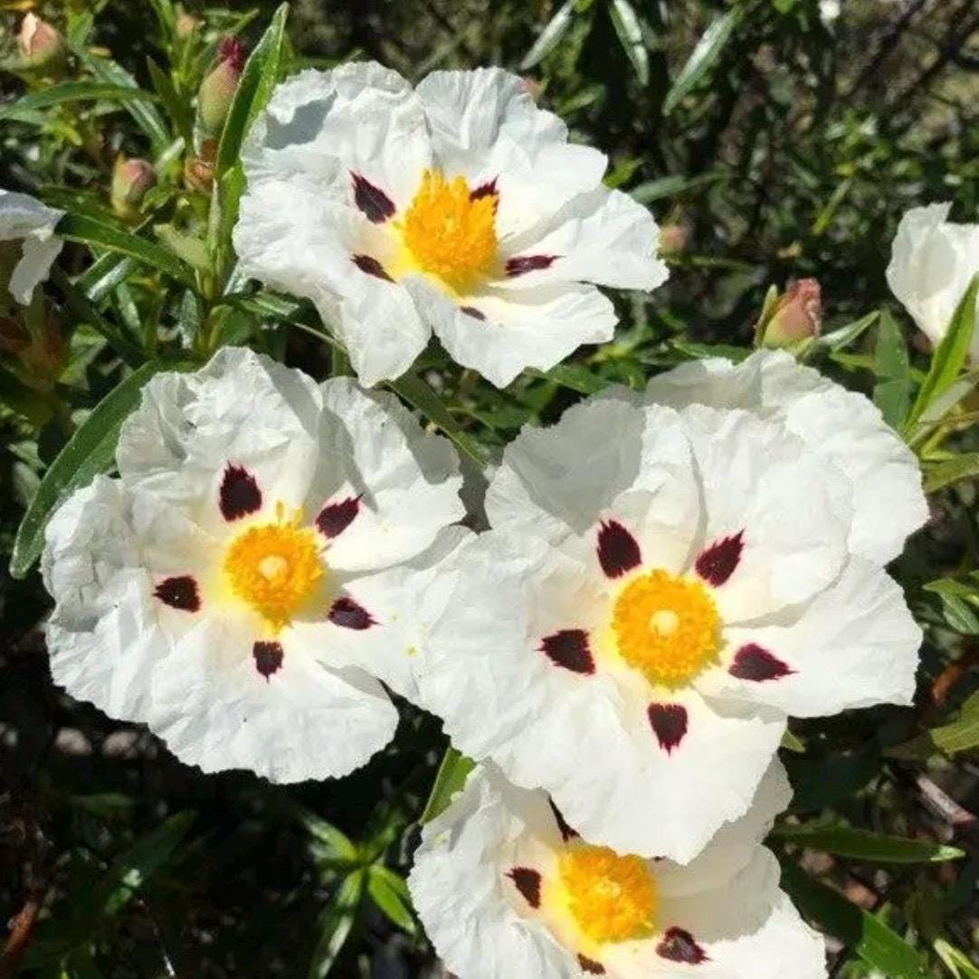 Rockrose Essential Oil, Organic, Pure, Natural