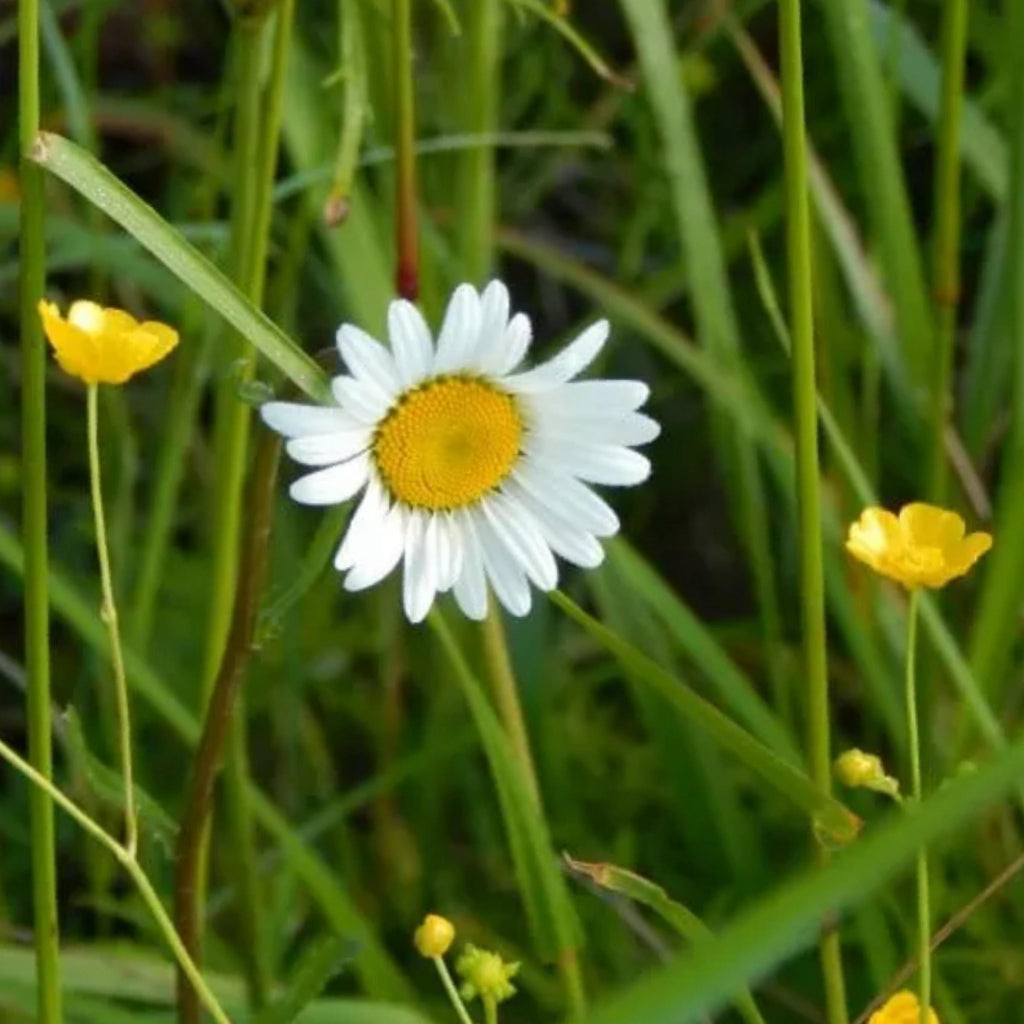 Roman Chamomile Hydrosol, Organic, Pure, Natural