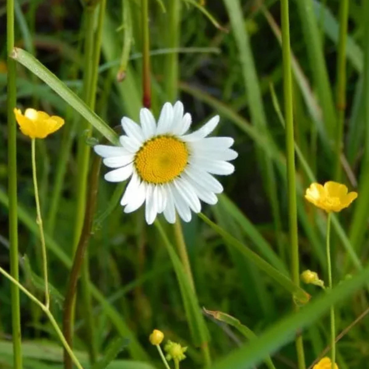 Roman Chamomile Hydrosol, Organic, Pure, Natural