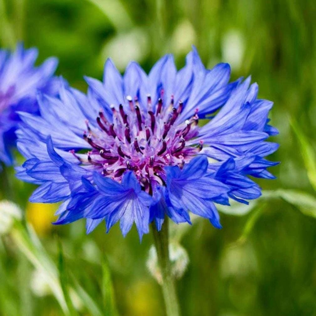 Cornflower Hydrosol, Organic, Pure, Natural