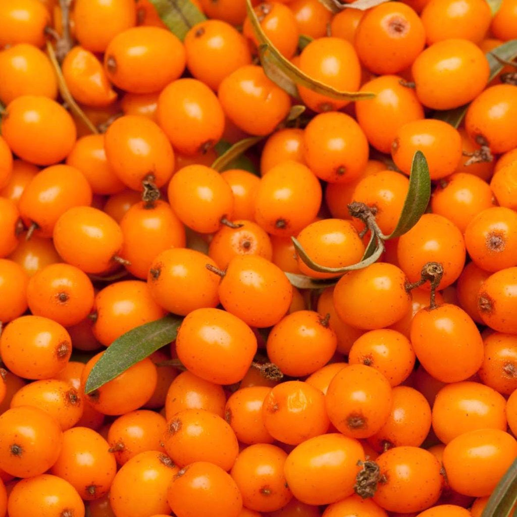 Sea Buckthorn Fruit Oil, Organic, Cold Pressed, Unrefined, Natural