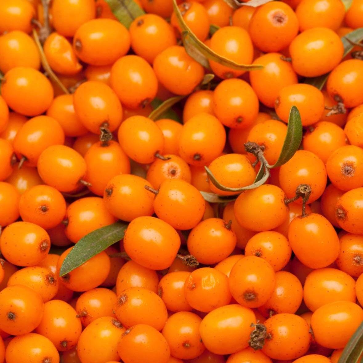 Sea Buckthorn Fruit Oil, Organic, Cold Pressed, Unrefined, Natural