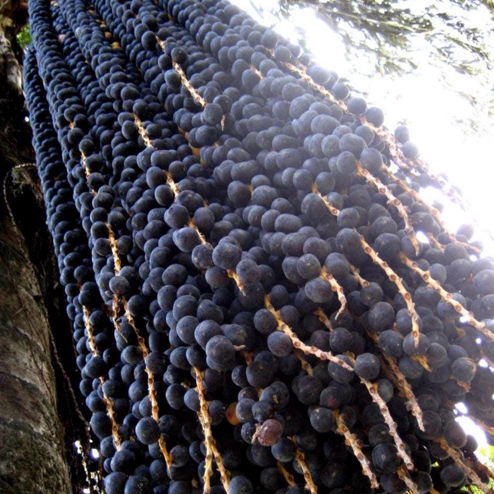 Acai Berry Fruit Oil, Organic, Cold Pressed, Unrefined, Natural