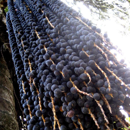 Acai Berry Fruit Oil, Organic, Cold Pressed, Unrefined, Natural