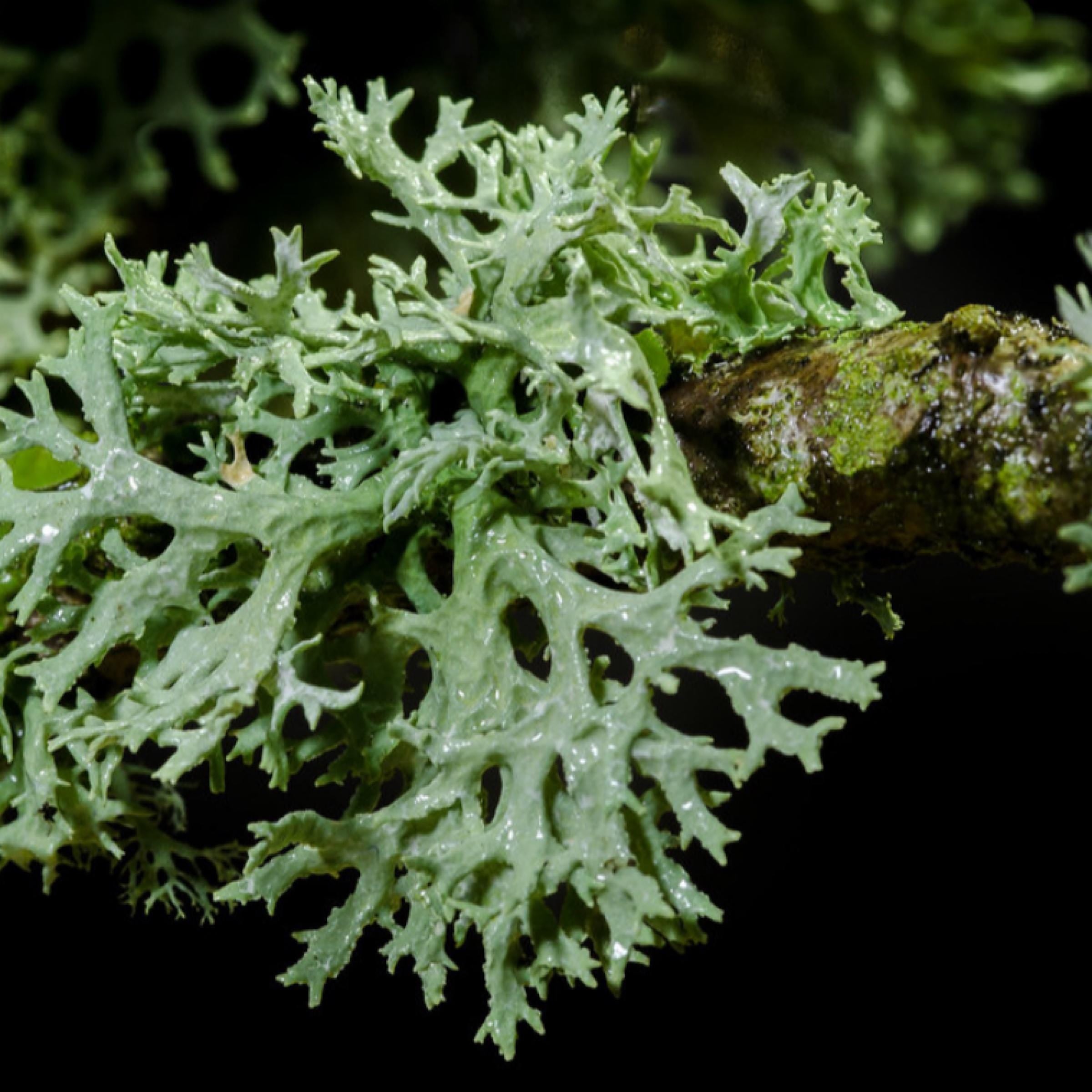 Oakmoss Absolute Oil, Organic, 100% Pure, Natural