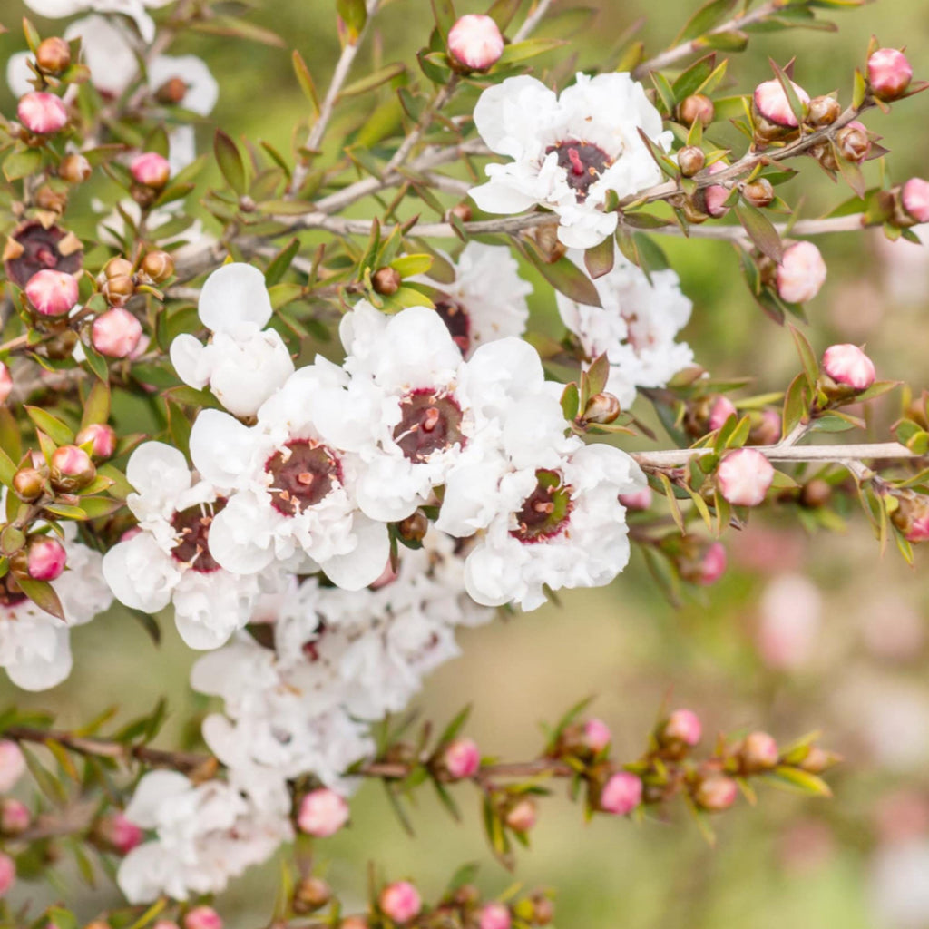 Manuka Essential Oil, Organic, 100% Pure, Natural