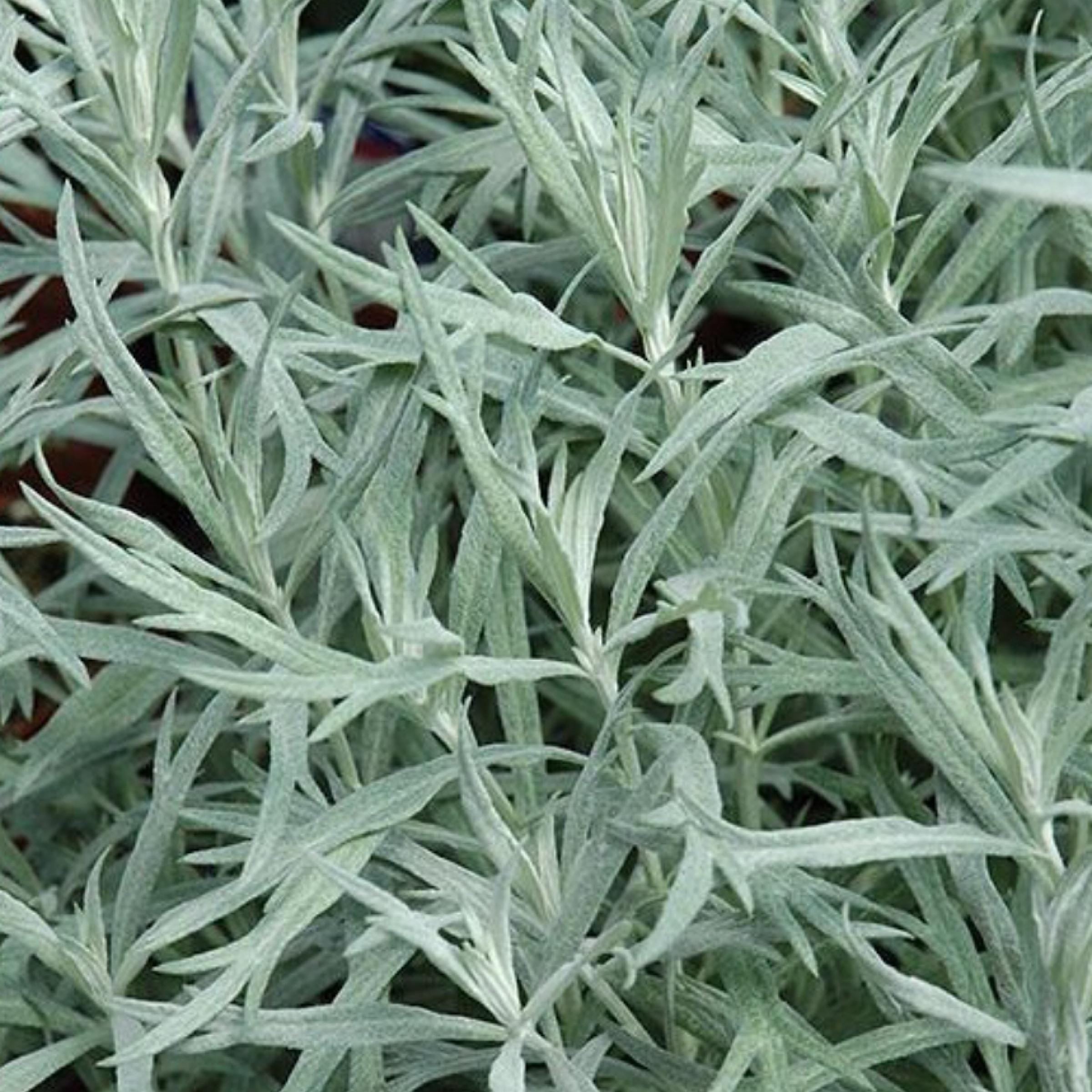 White Wormwood Essential Oil, Armoise, Organic, 100% Pure, Natural