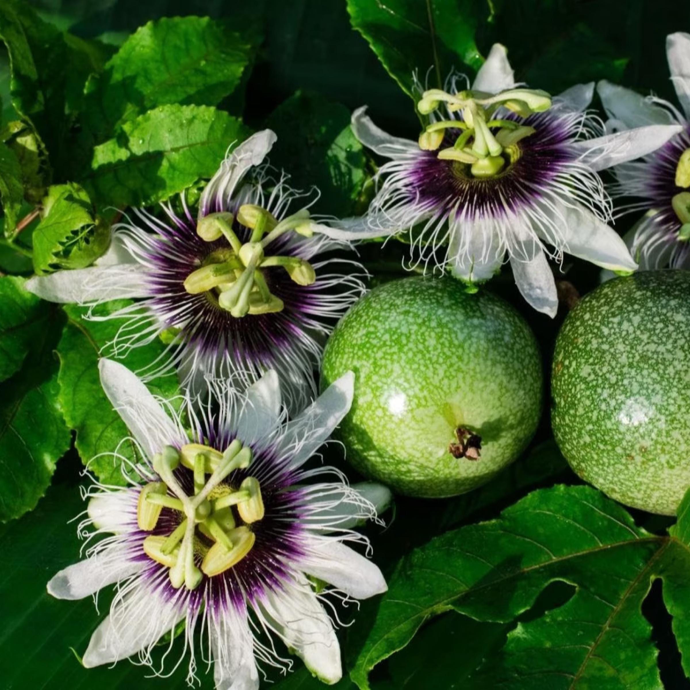 Passion Fruit Seed Oil, Organic, Cold Pressed, Unrefined, Natural