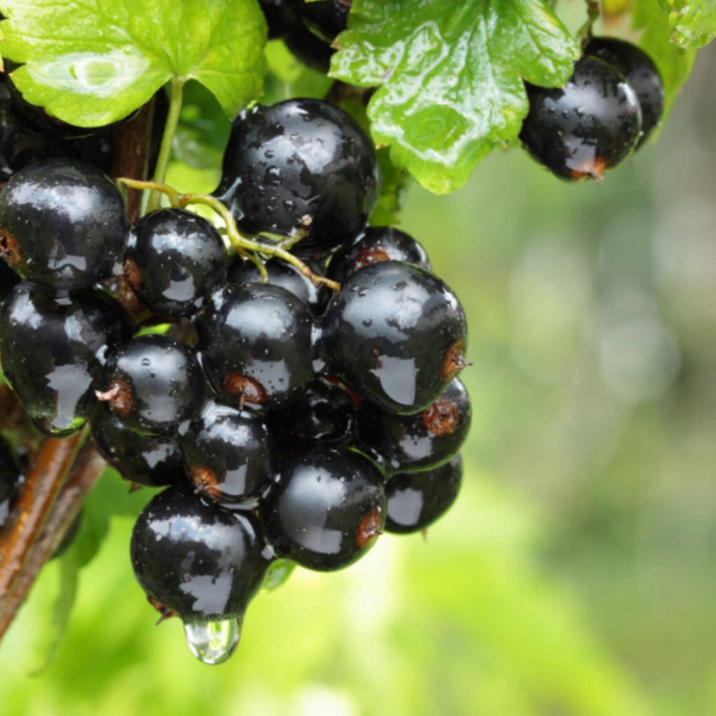 Blackcurrant Seed Oil, Organic, Cold Pressed, Unrefined, Natural