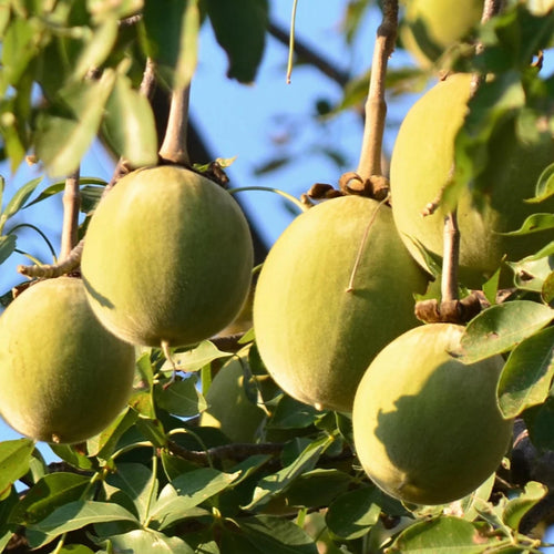 Baobab Seed Oil, Organic, Cold Pressed, Unrefined, Natural
