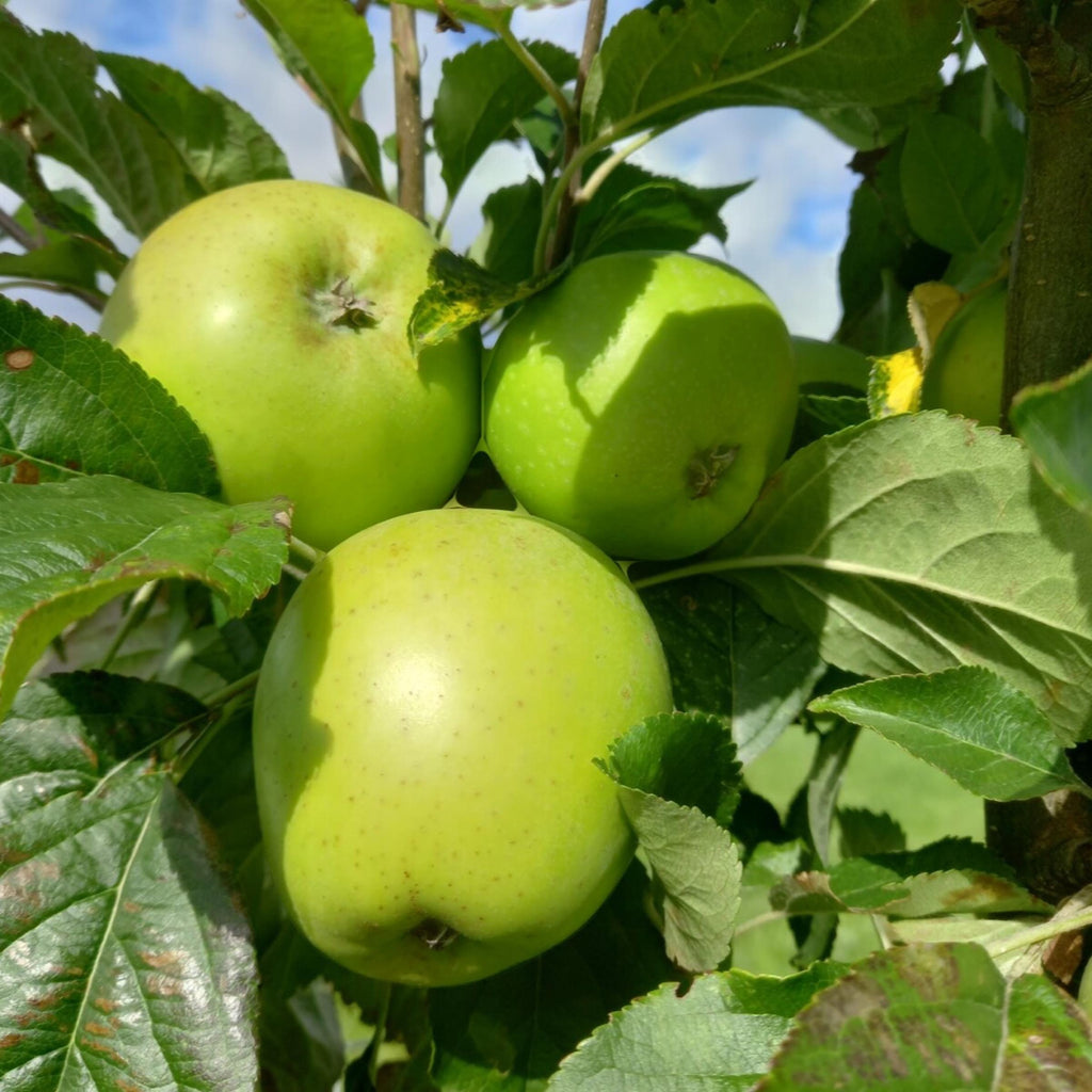 Apple Seed Oil, Organic, Cold Pressed, Unrefined, Natural