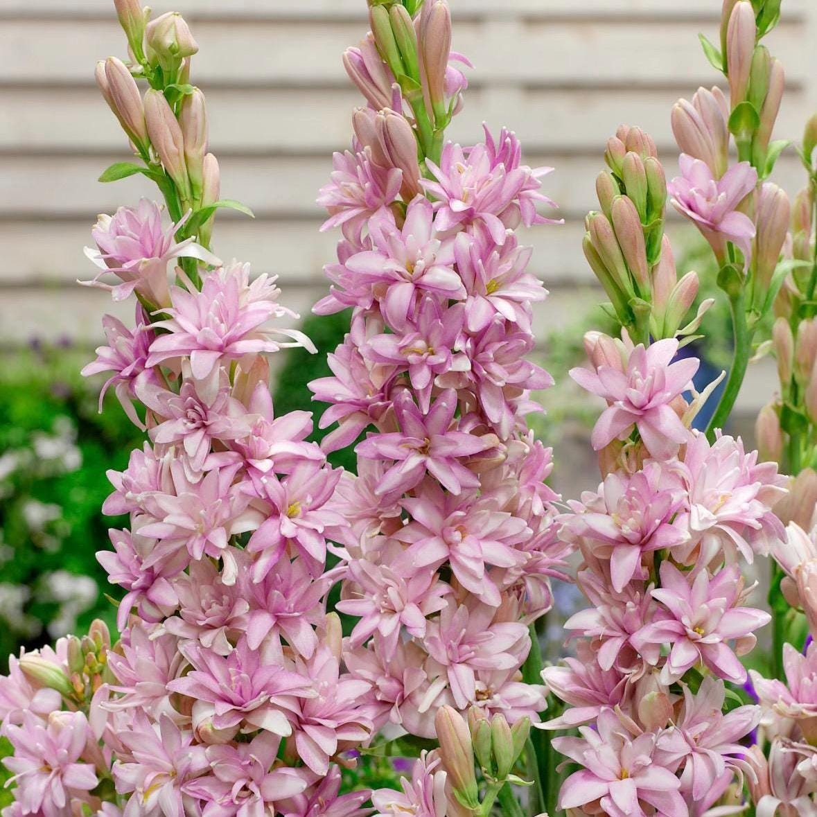 Tuberose Absolute, Organic, 100% Pure, Natural