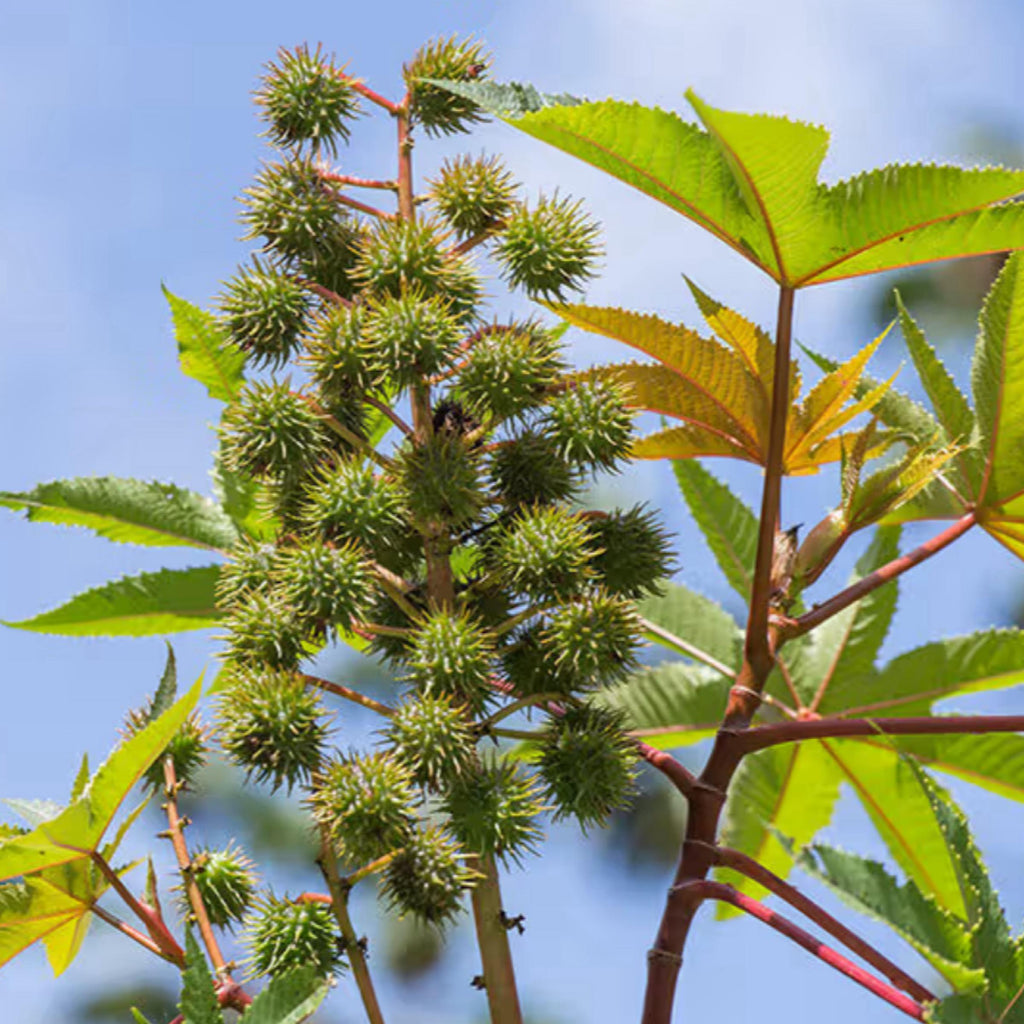 Castor Seed Oil, Organic, Cold Pressed, Unrefined, Natural