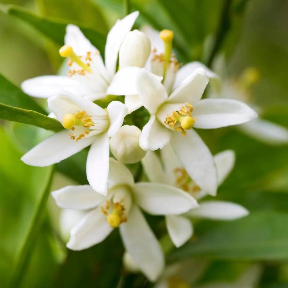 Neroli Hydrosol, Orange Blossom, Organic, Pure, Natural