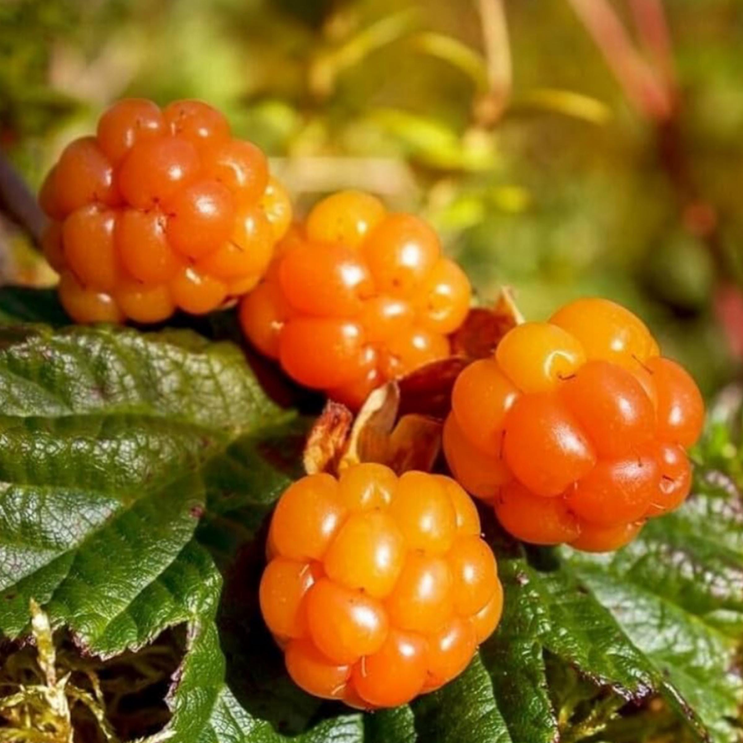 Cloudberry Seed Oil, Nordic Cloudberry, Organic, Cold Pressed, Unrefined, Natural