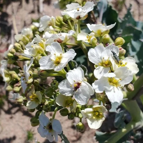 Abyssinian Seed Oil, Organic, Cold Pressed, Unrefined, Natural