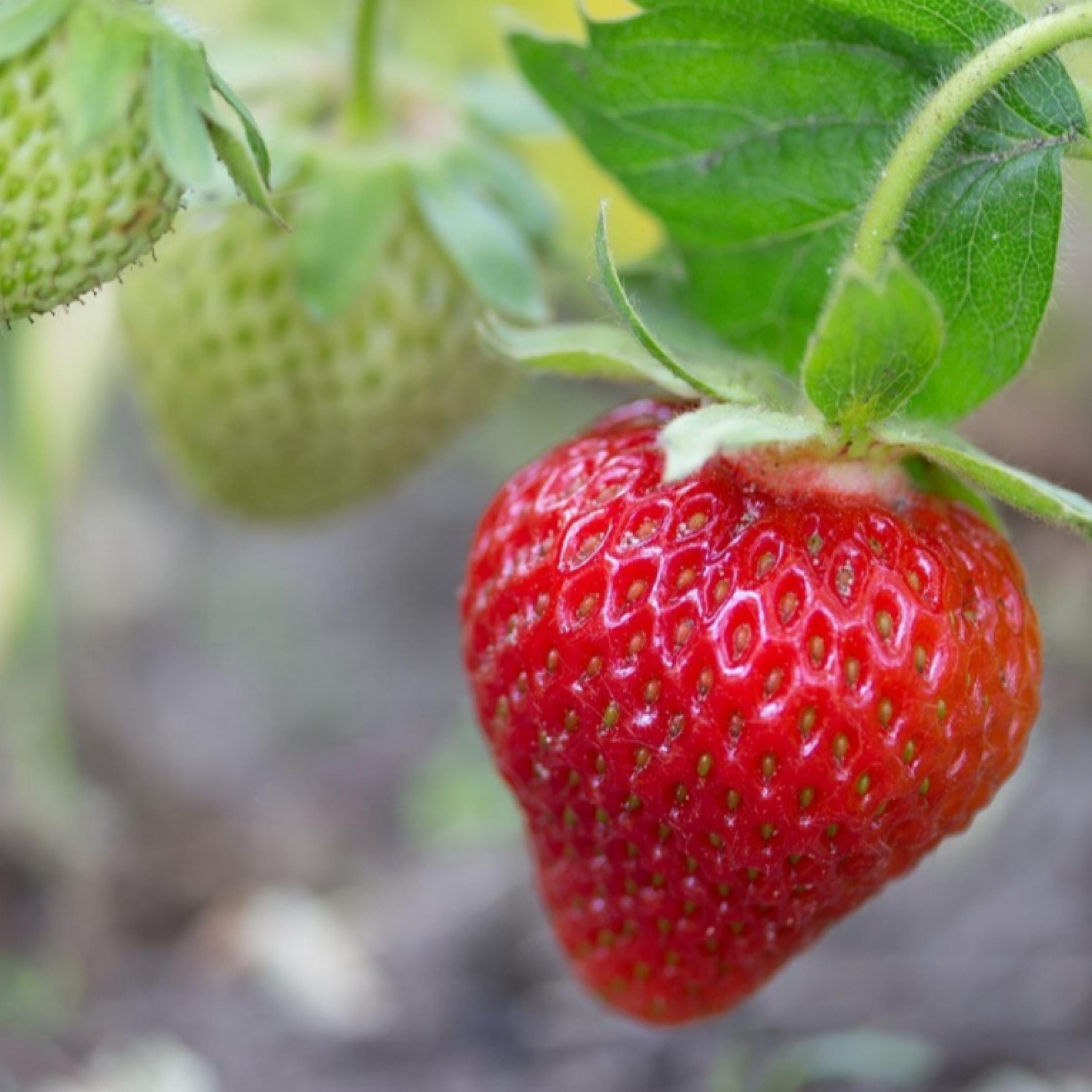 Strawberry Seed Oil, Organic, Cold Pressed, Unrefined, Natural