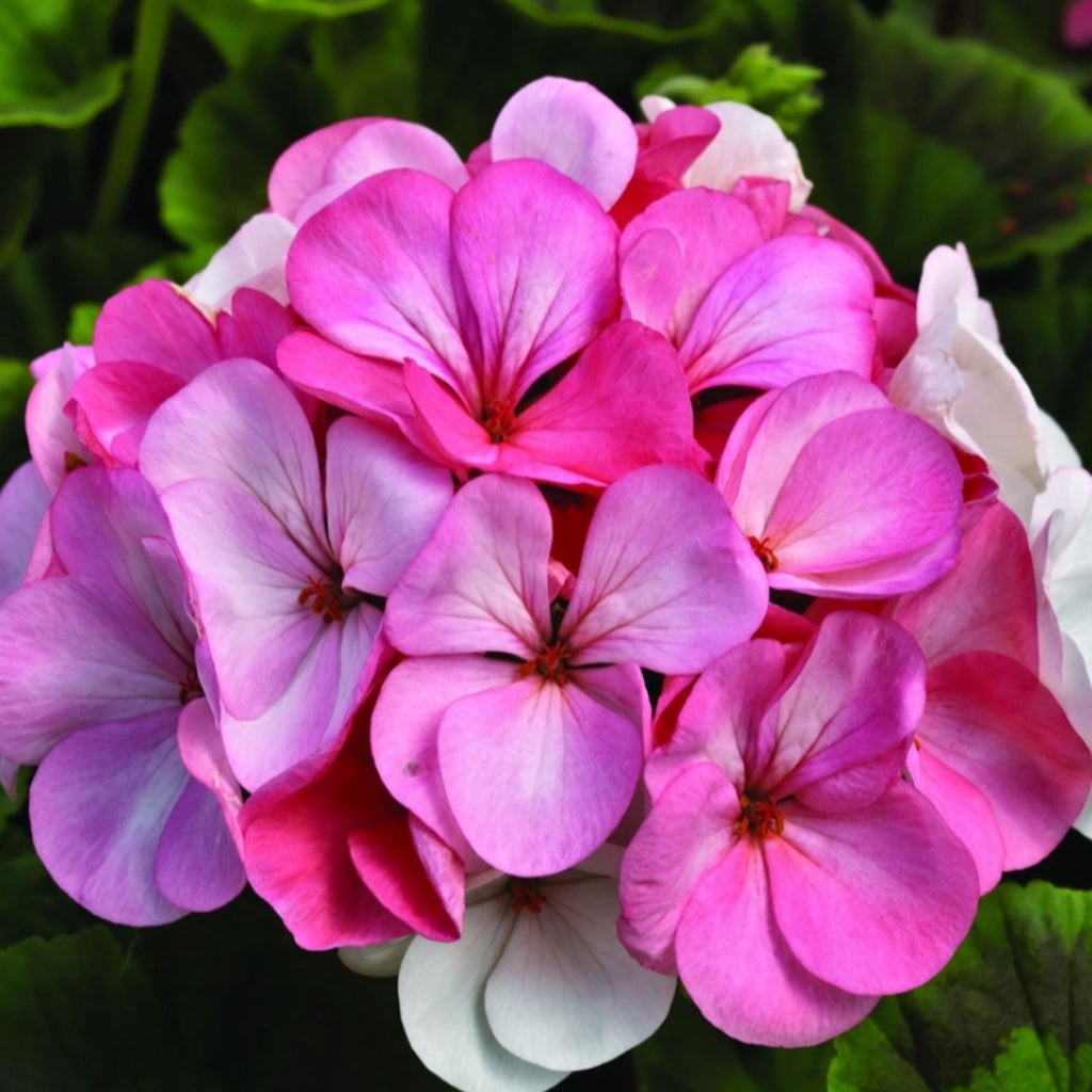 Geranium Essential Oil, Organic, 100% Pure, Natural