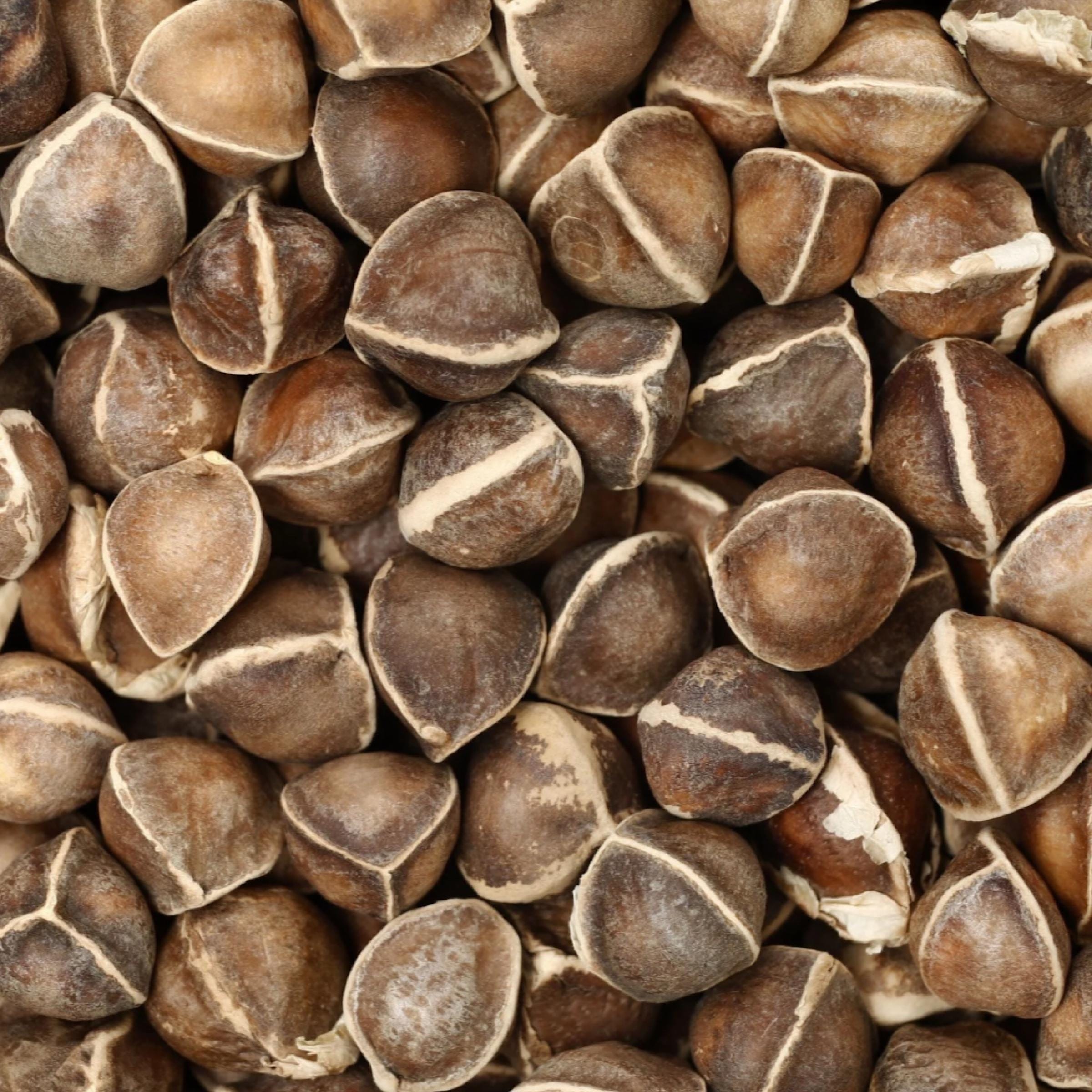Moringa Seed Oil, Organic, Cold Pressed, Unrefined, Natural