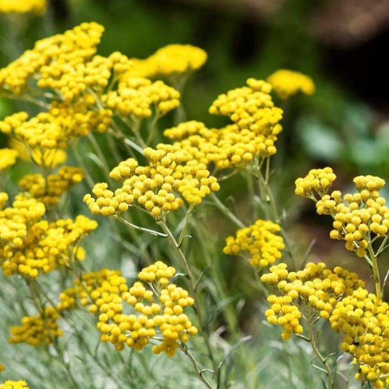 Helichrysum Essential Oil, Immortelle, Organic, 100% Pure, Natural