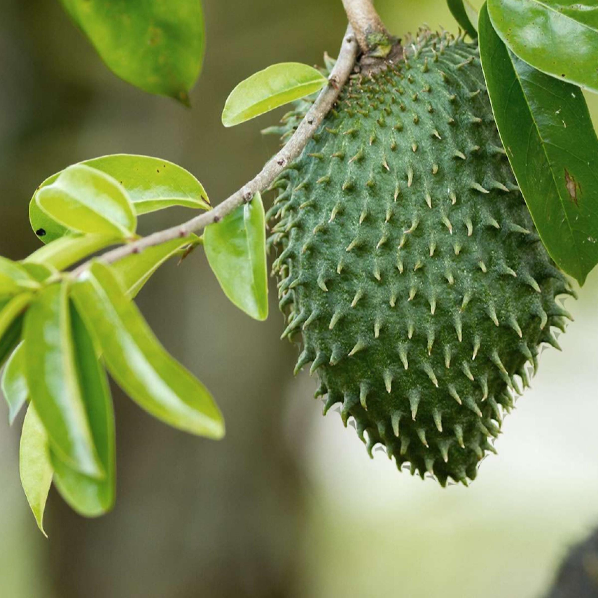 Soursop Seed Oil, Organic, Cold Pressed, Unrefined, Natural