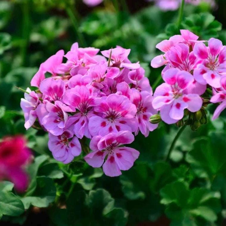 Geranium Hydrosol, Organic, Pure, Natural