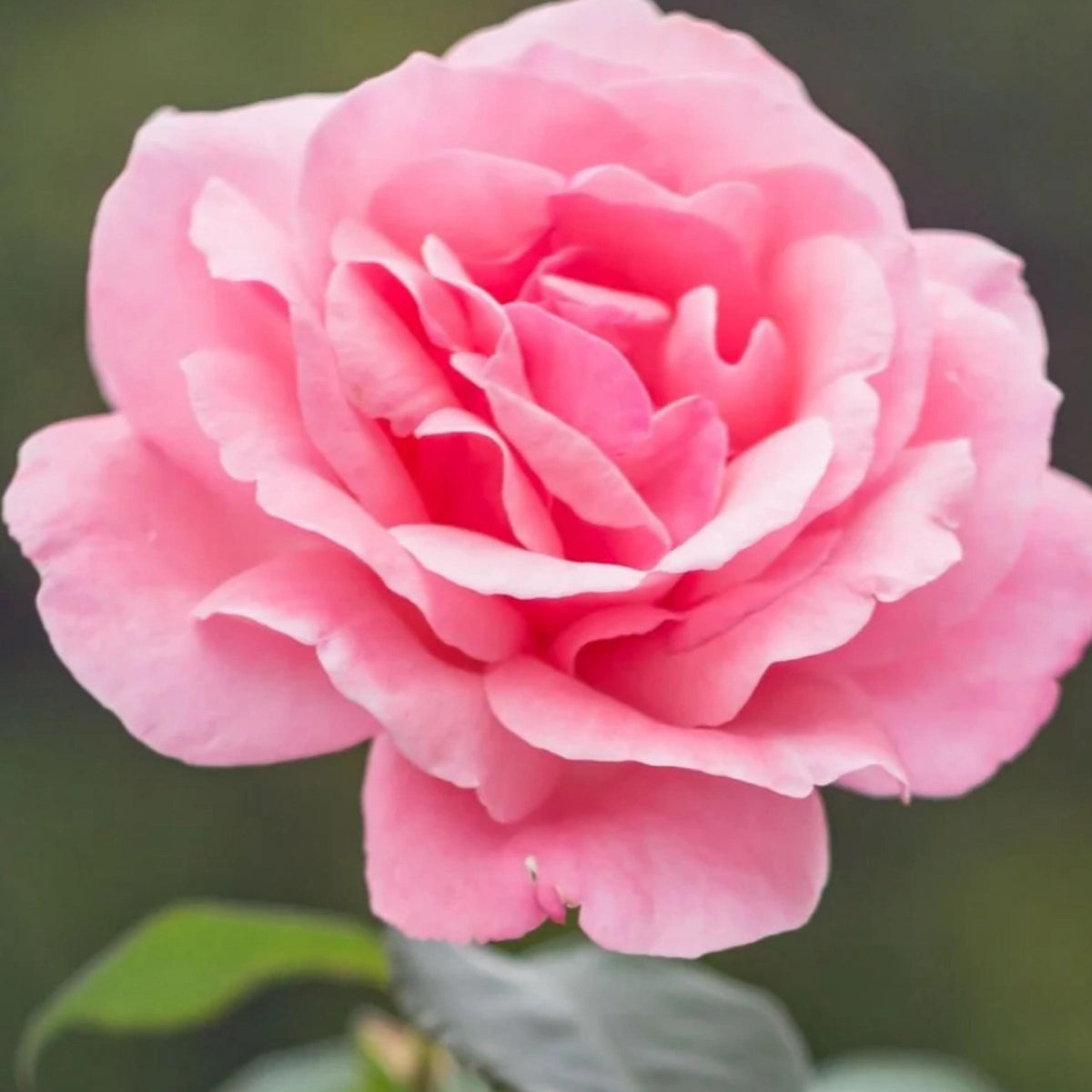 Rose Hydrosol, Bulgarian Rose, Pure, Natural