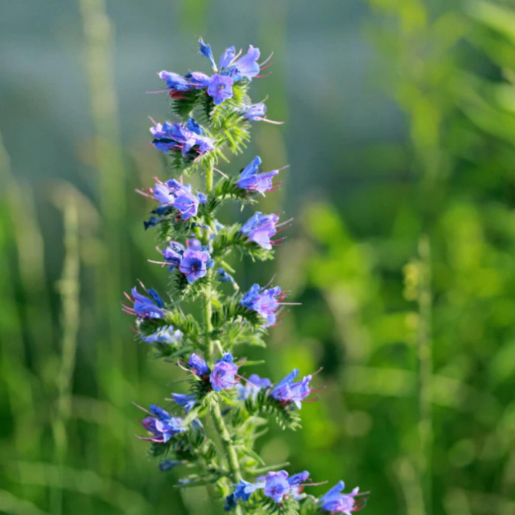Hyssop Essential Oil, Organic, 100% Pure, Natural