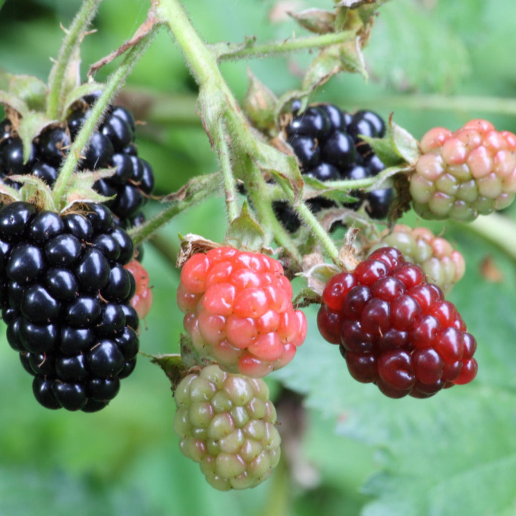 Blackberry Seed Oil, Organic, Cold Pressed, Unrefined, Natural