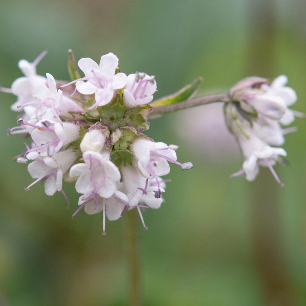 Spikenard Essential Oil, Jatamansi, Organic, 100% Pure, Natural