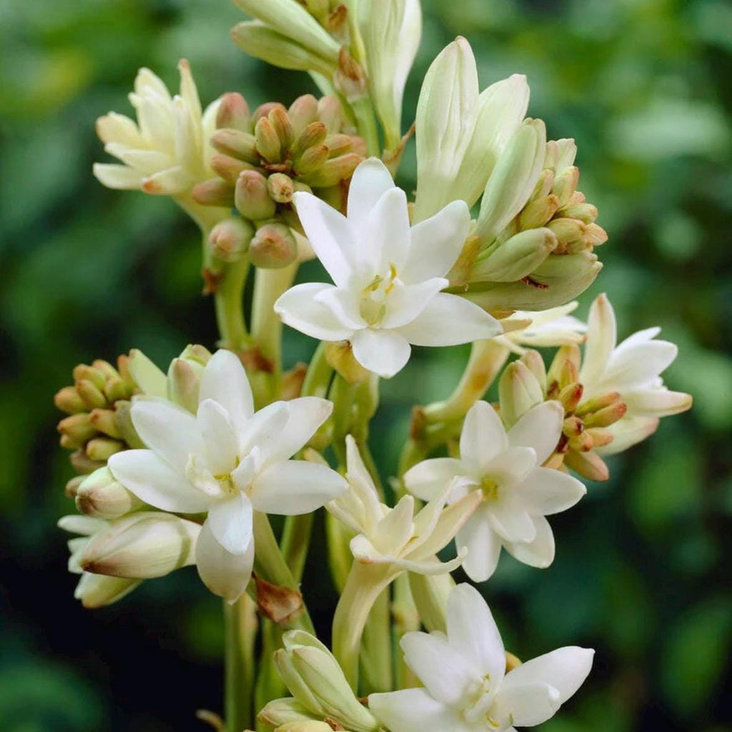 Tuberose Absolute, Organic, 100% Pure, Natural