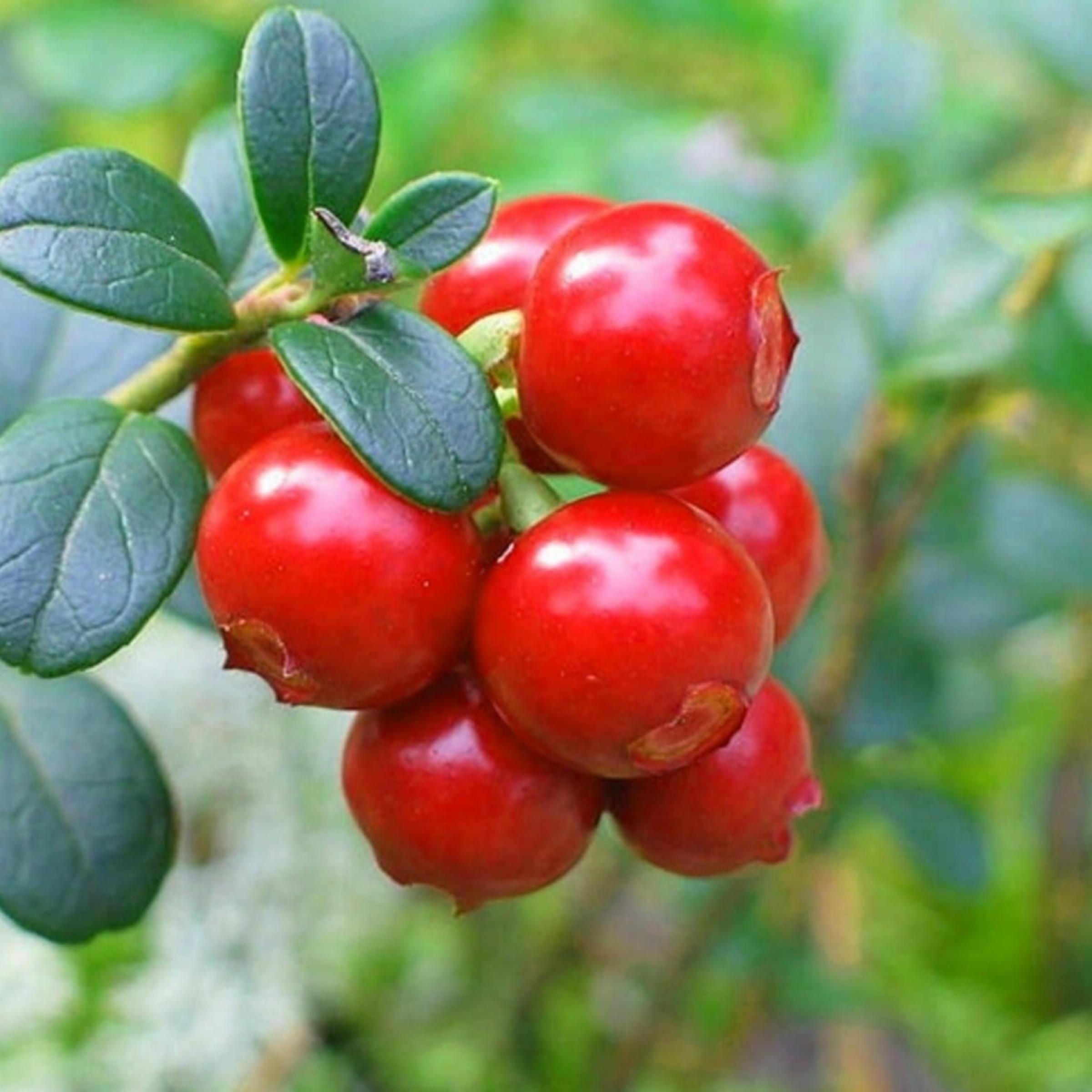 Cranberry Seed Oil, Organic, Cold Pressed, Unrefined, Natural