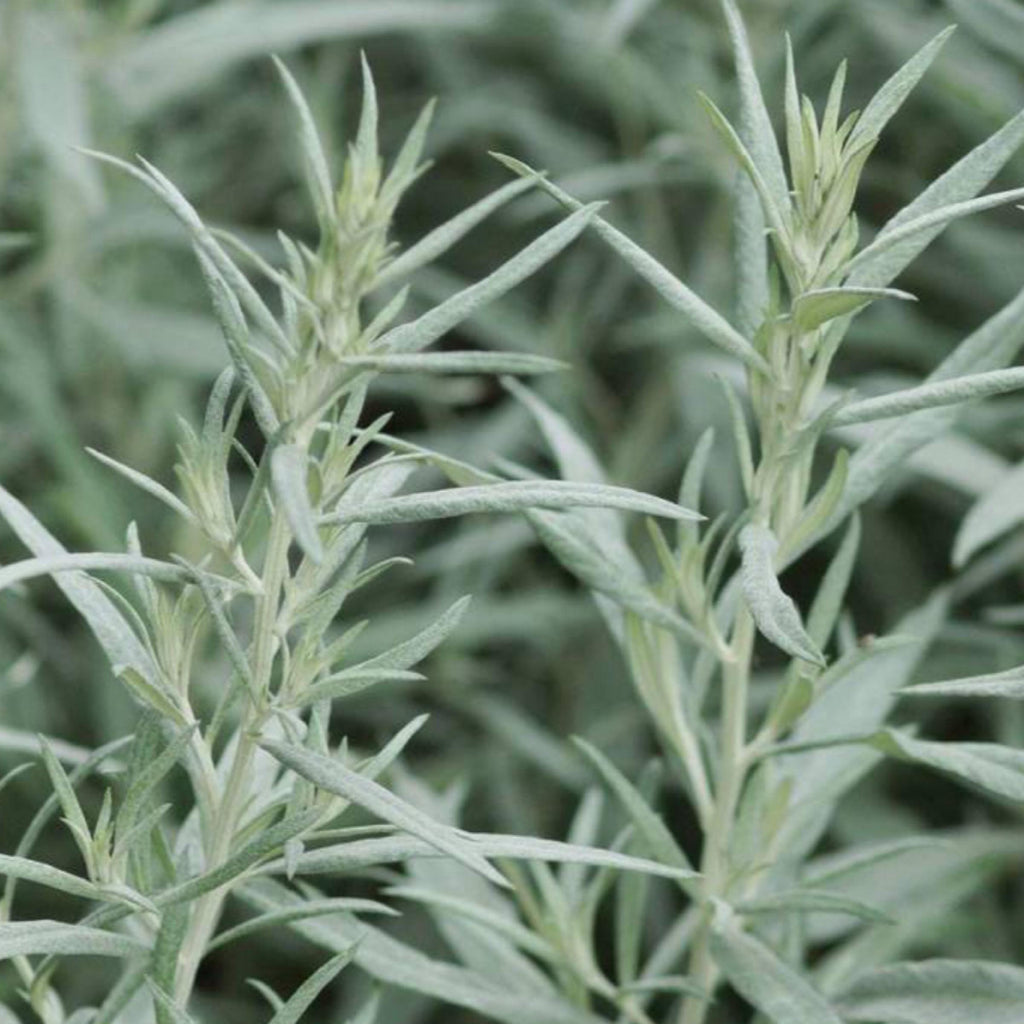 White Wormwood Essential Oil, Armoise, Organic, 100% Pure, Natural
