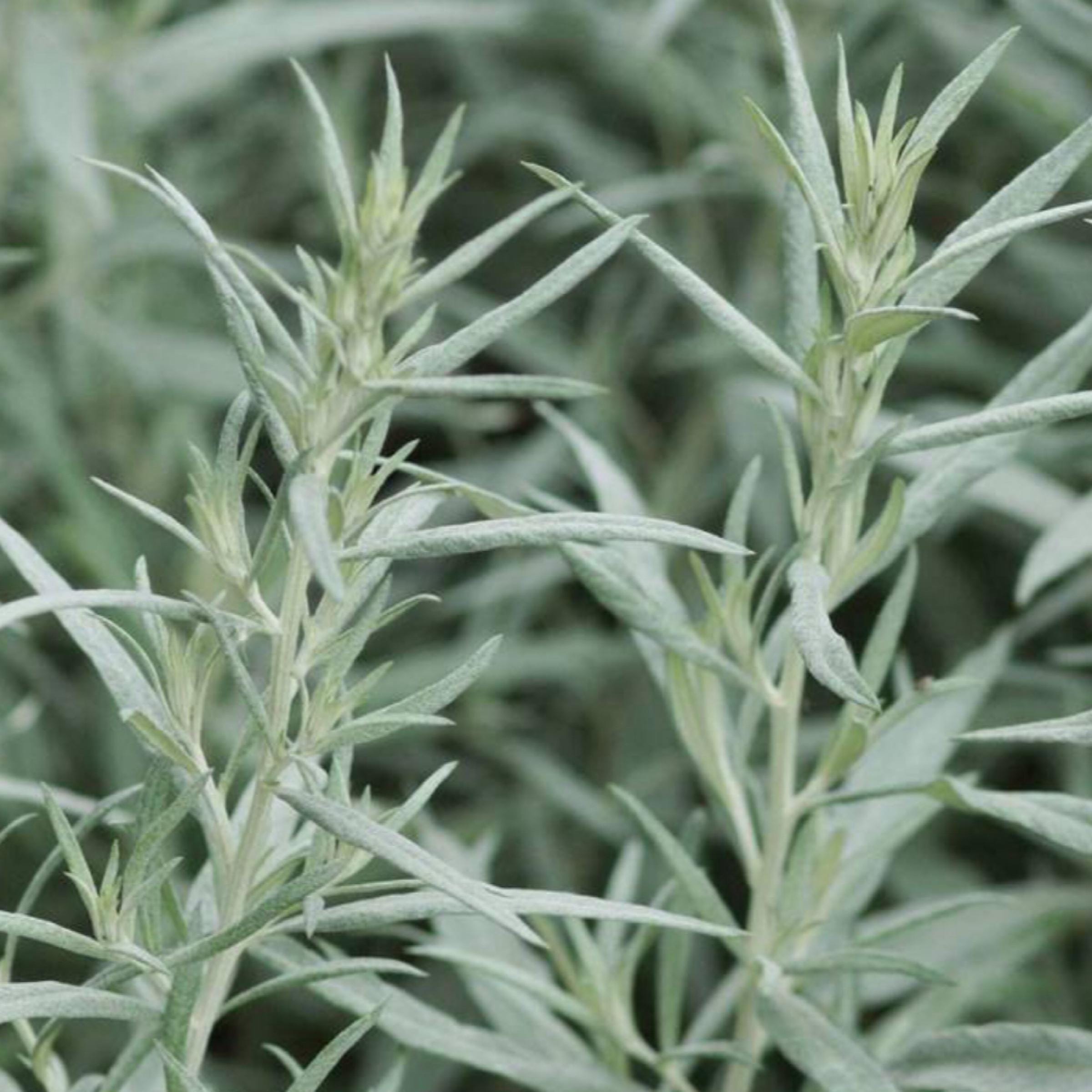 White Wormwood Essential Oil, Armoise, Organic, 100% Pure, Natural