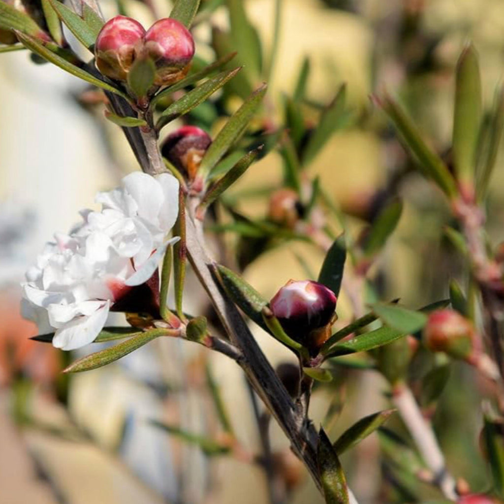 Manuka Essential Oil, Organic, 100% Pure, Natural