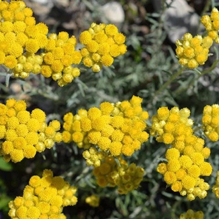 Helichrysum Essential Oil, Immortelle, Organic, 100% Pure, Natural