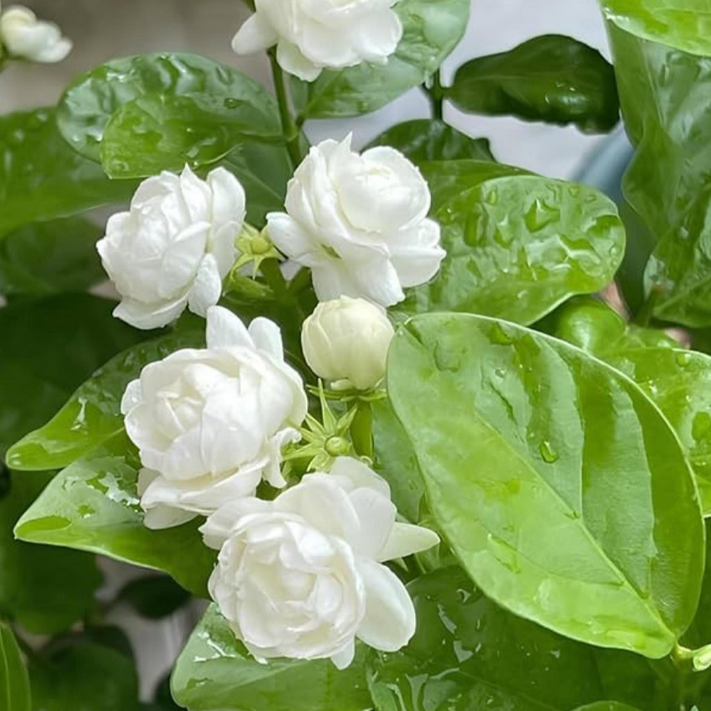 Jasmine Sambac Absolute, Organic, Pure, Natural