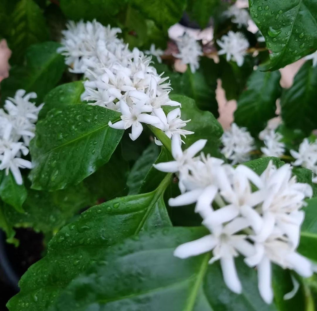 Coffee Blossom Absolute, Organic, 100% Pure, Natural