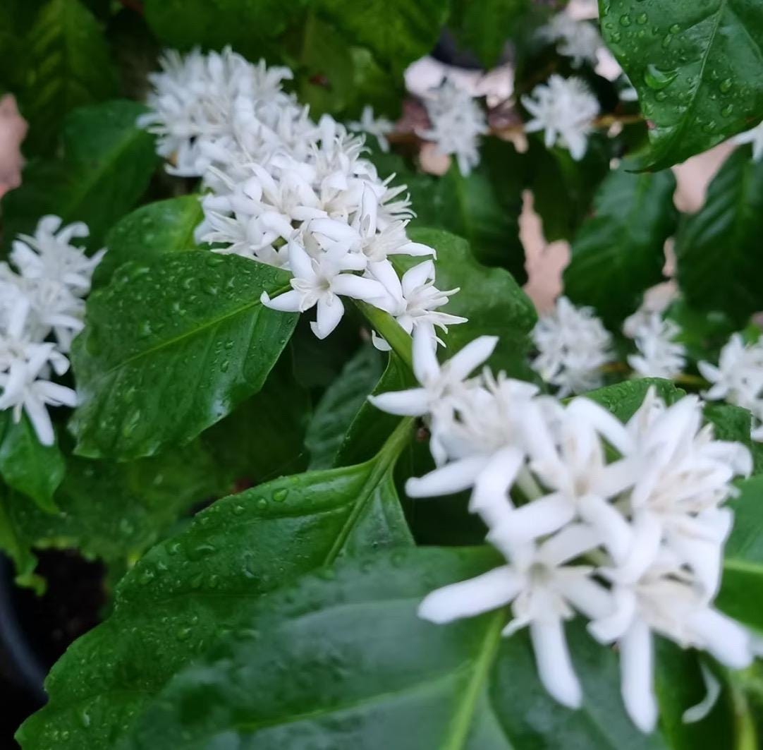 Coffee Blossom Absolute, Organic, 100% Pure, Natural