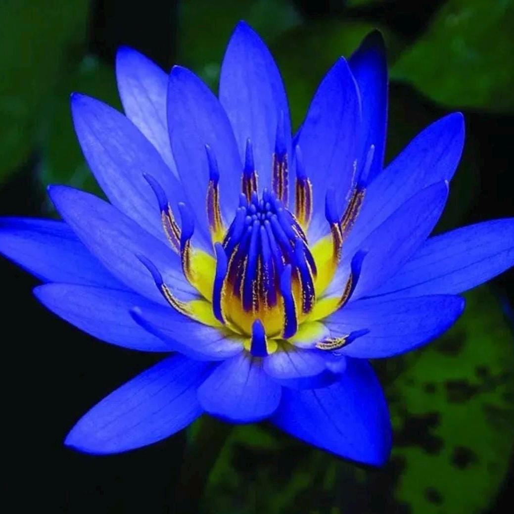 Blue Lotus Absolute Oil, Organic, Pure, Natural
