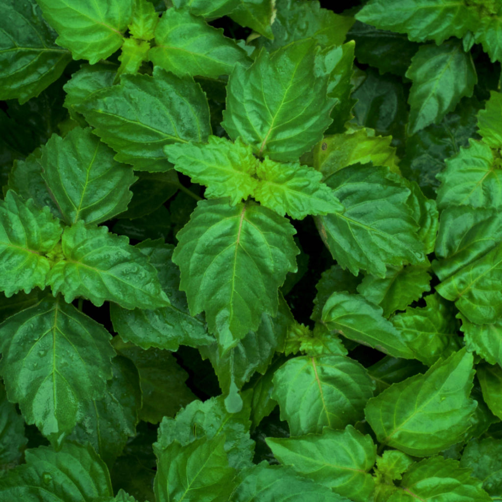 Patchouli Essential Oil, Organic, 100% Pure, Natural