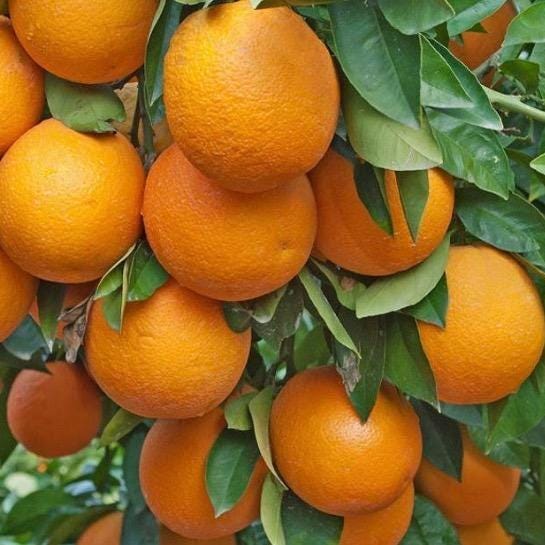 Sweet Orange Essential Oil, Organic, 100% Pure, Natural
