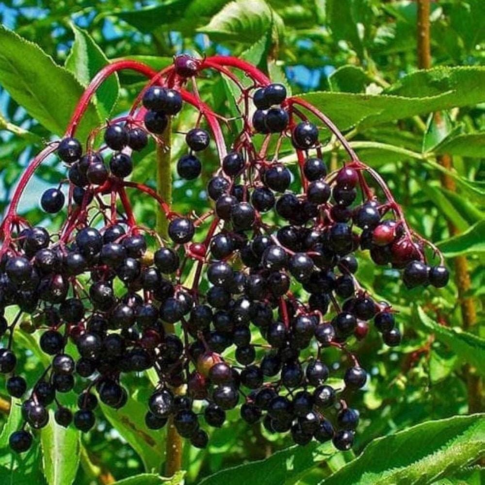 Elderberry Seed Oil, Organic, Cold Pressed, Unrefined, Natural