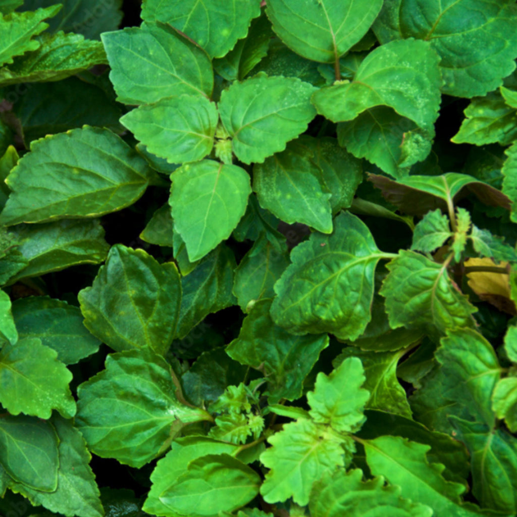 Patchouli Essential Oil, Organic, 100% Pure, Natural
