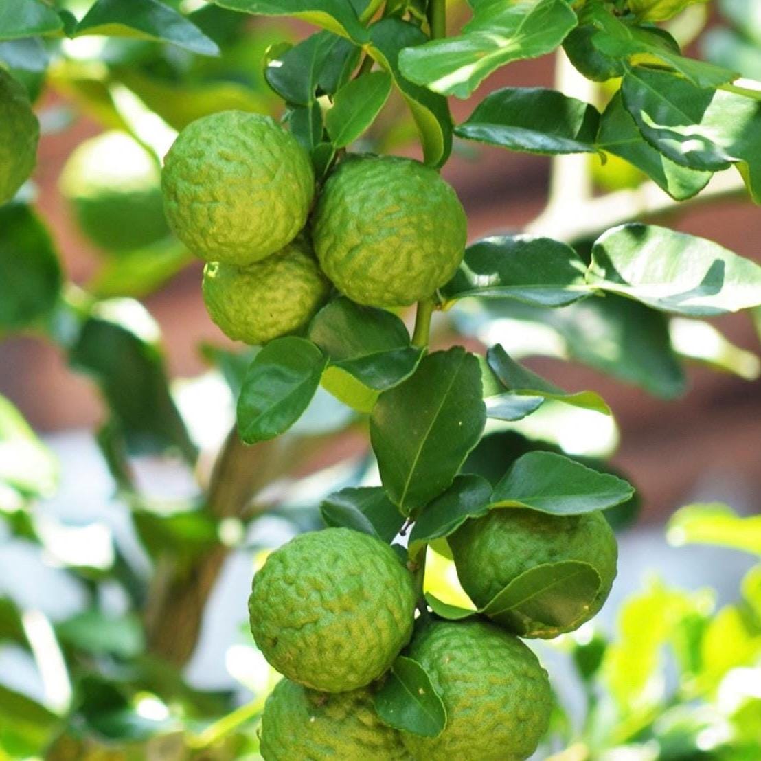 Bergamot Essential Oil, Bergapten Free, Organic, Pure, Natural
