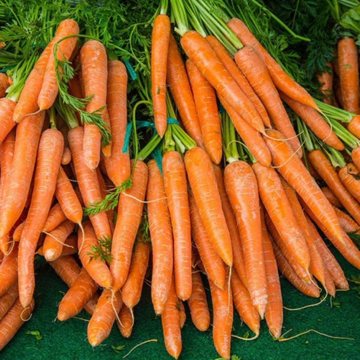 Carrot Seed Essential Oil, Organic, 100% Pure, Natural