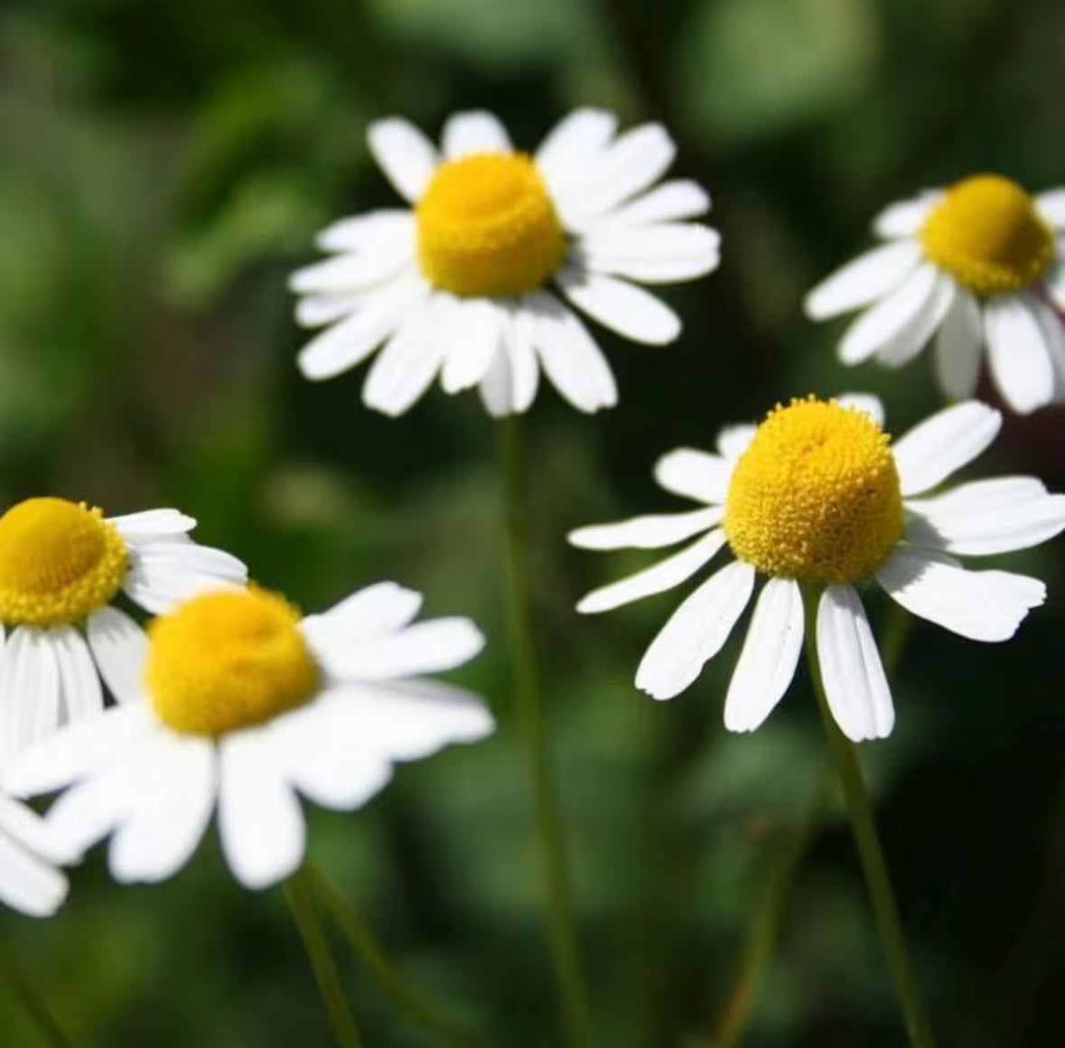 German Chamomile Hydrosol, Organic, Pure, Natural
