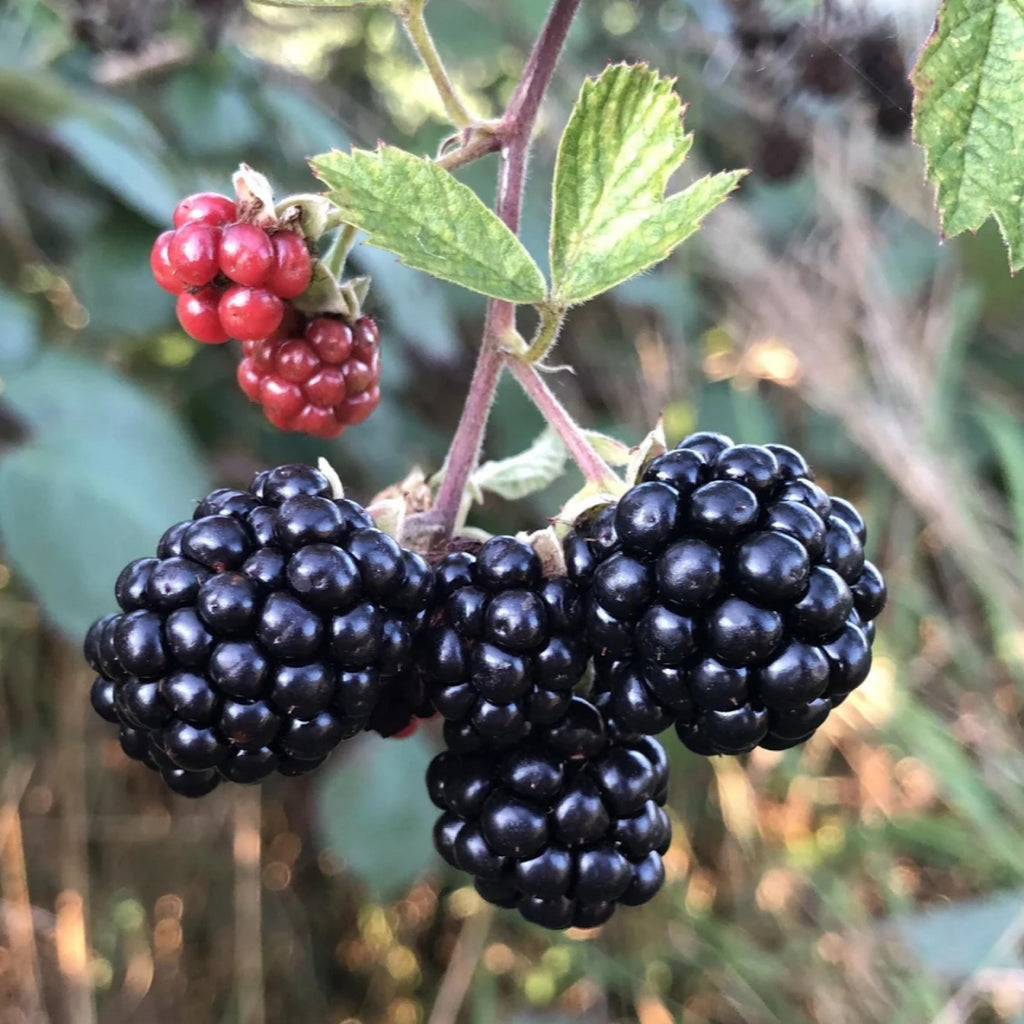 Blackberry Seed Oil, Organic, Cold Pressed, Unrefined, Natural