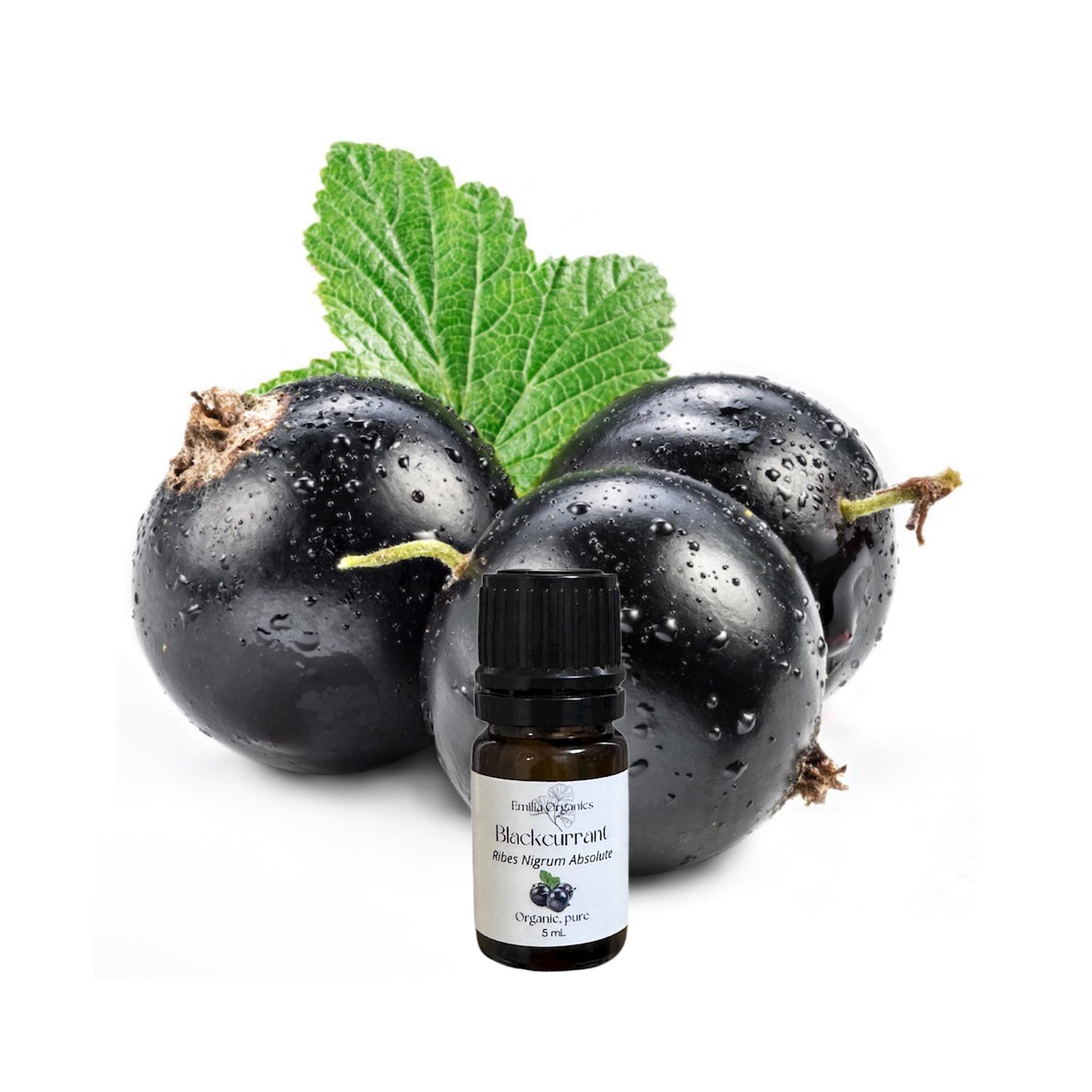 Blackcurrant Absolute Oil, Cassis Absolute, Organic, 100% Pure, Natural
