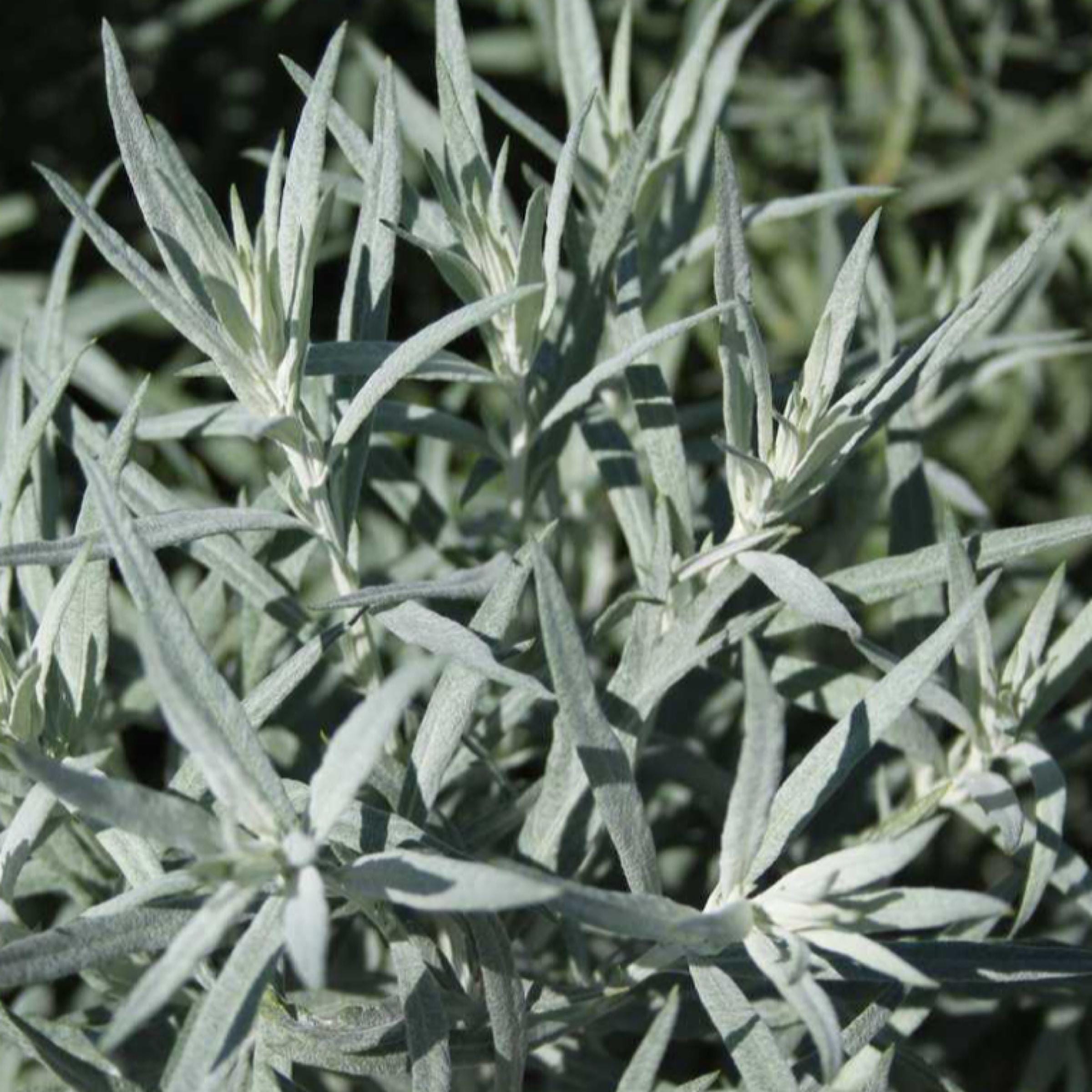 White Wormwood Essential Oil, Armoise, Organic, 100% Pure, Natural